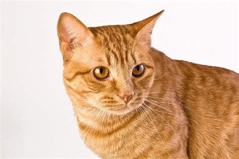 Orange Tabby Cats Biological Science Picture Directory