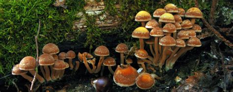 This Is The Greatest Mushroom Museum In Europe Northmeteogr