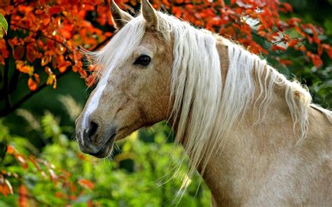 Free Download Horse Backgrounds Hd Wallpaper High Quality