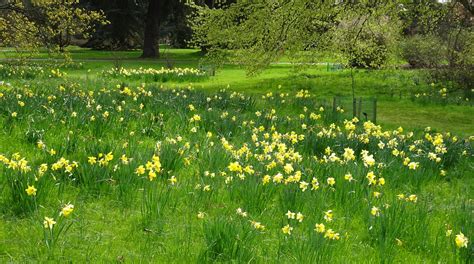 Kew Gardens April 2016 Daffodils John Flickr