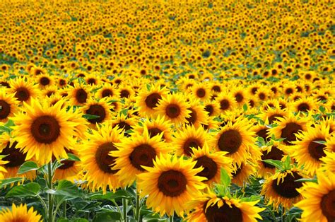 Un Granjero De Wisconsin Planta Más De 2 Millones De Girasoles Bioguia