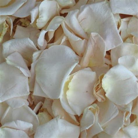 Maybe you would like to learn more about one of these? Wholesale Porcelana White Freeze Dried Rose Petals (30 ...
