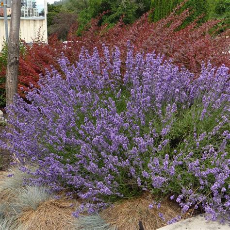Hidcote Superior English Lavender For Sale Online The Greenhouse