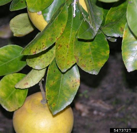 No longer will it just be leaves, now it will be huge, colorful blooms. Citrus Diseases | Texas Plant Disease Handbook