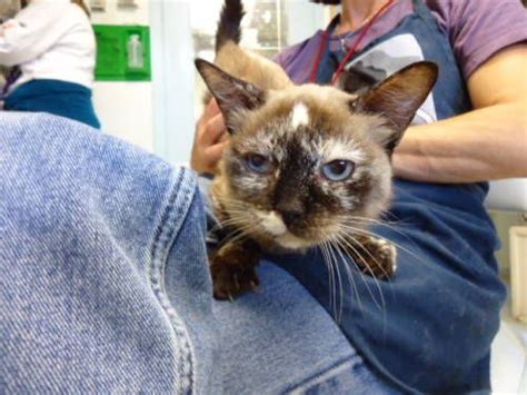 Siamese rescue is a coalition of shelters located in virginia, california and colorado that place siamese cat throughout the us. strange siamese markings | San Francisco Bay Area siamese ...