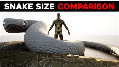 Titanoboa Vs All The Snakes Size Comparison Youtube