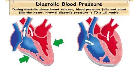 Diastolic Blood Pressure Dbp Normal Diastolic Blood Pressure