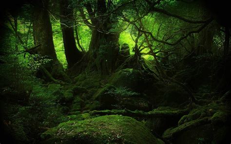 A More Dreamy Version Of That Yakushima Mossy Forest That Keeps Getting