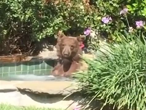 A Big Brown Bear Enjoys A Margarita While Taking A Refreshing Dip In An Altadena Backyard Hot Tub