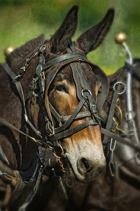 Dan Routh Photography: Mule Portrait