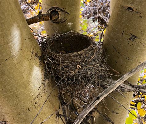Ask The Naturalist How Do Birds Know How To Build Nests Bay Nature