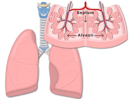 Secondary Lung Lobules Getbodysmart