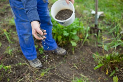 Gemüsegarten düngen Wann womit und wie macht man s richtig