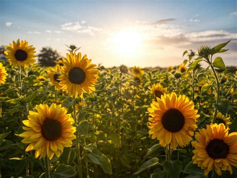 Pick Your Own Sunflowers At This Blooming Field Near Ballarat Secret