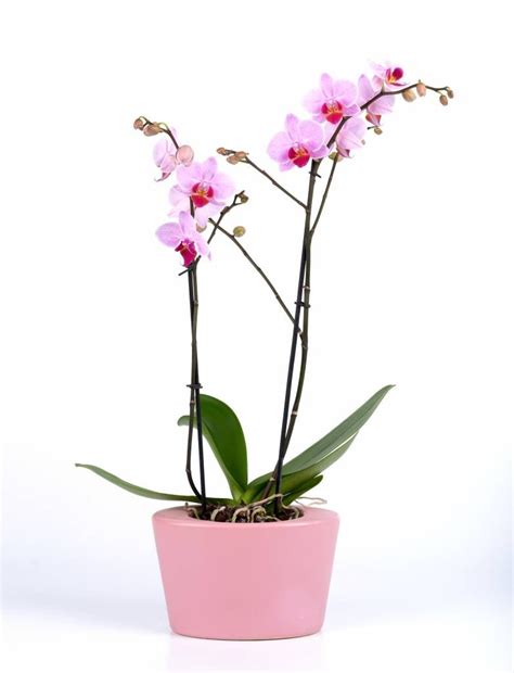 Orchidee Kopen Direct Van De Beste Kwekers Binnen 48 Uur