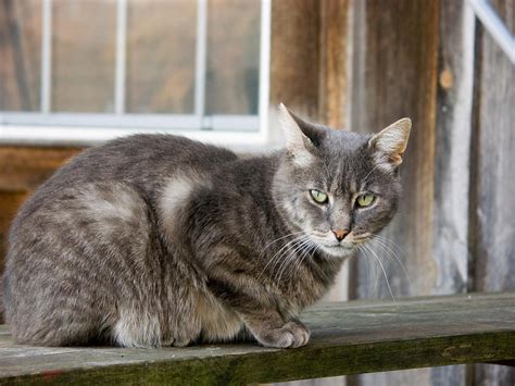 Barn Cat Sitting On Fence Photograph By Bonnie Sue Rauch Pixels