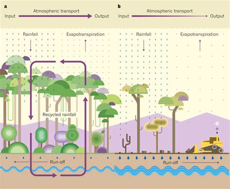 Effect Of Deforestation On Rainfall In The Tropics A Much Of The