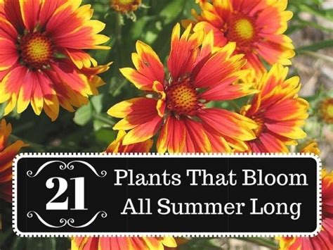 Perennial flowers with impressive blooms. 25 Collection of Summer Shade Perennial Flowers