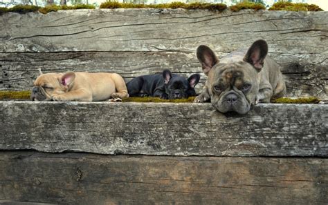 By selecting the most compatible home that best suits who they are creates a sense of harmony not only for them but for you and your family. Welcome to Black Oak French Bulldogs