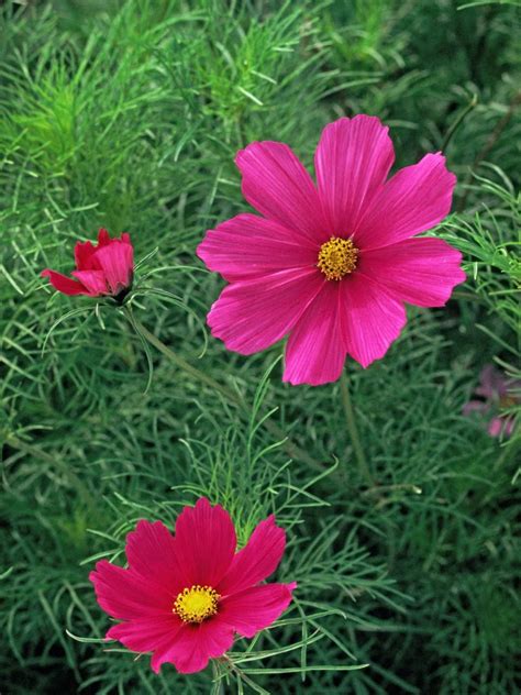 It is native to philippines but has been introduced and grows well in indonesia, papua new guinea, new britain, and hawaiʻi. Tips for Fast-Growing Plants | Cosmos plant, Plants ...