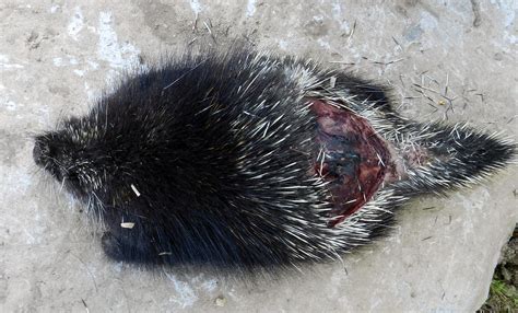 Porcupine quills are an ingredient in several potions, either whole or powdered. Nature in a Nutshell: Porcupine Paws