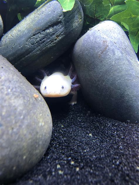 Heres My Pet Axolotl Hiding In A Cave Raquariums
