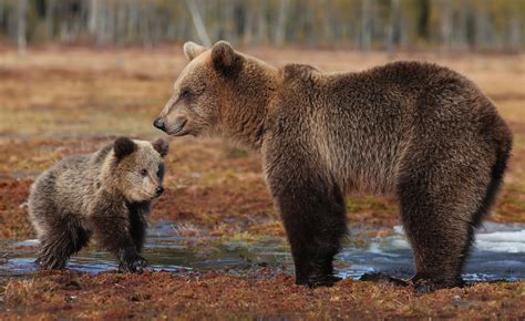 Animals Wildlife Bears Baby Animals Grizzly Bear Brown Bear Bear