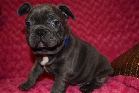 High breeding standards · arranged travel · personalized approach French Bulldog Puppies For Sale | North Carolina Central University, Durham, NC #223368