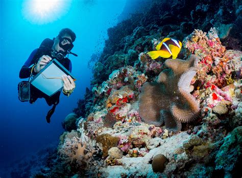 Why Marine Biologists Should Take Better Underwater Photographs Mozaik Uw