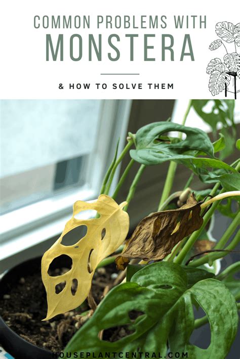 Rarely though, pest infestation and diseases can leave yellow spots in the foliage of the plant. 12 common problems with Monstera | Houseplant Central