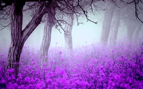 Flowers Trees Mist Nature Wallpapers Hd Desktop And