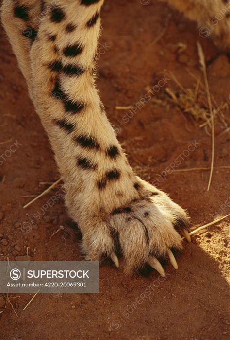 Cheetah Paw Showing Non Retractable Claw Acinonyx Jubatus Botswana