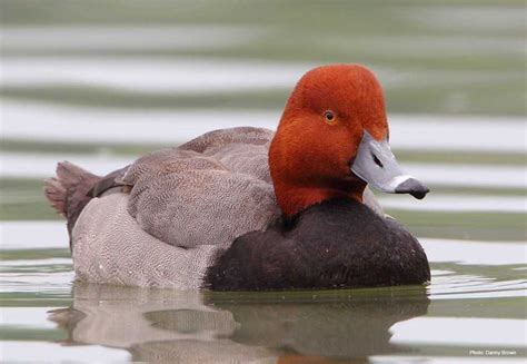 Redhead Types Of Ducks Geese Duck Species Duck Breeds Waterfowl