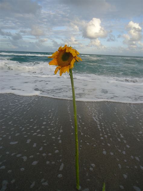 Sunflower On The Beach Sun Flowers Happy Flowers Love Flowers Pocket