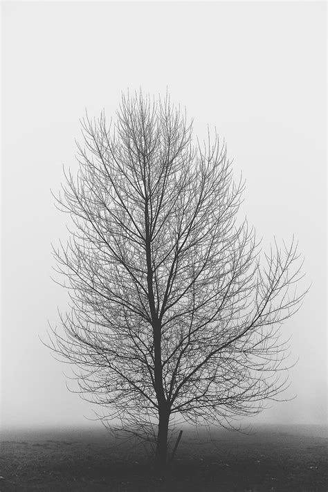 Hd Wallpaper Tree Life Of Tree Foggy Monochrome Black And White