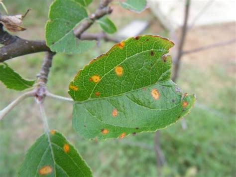 These guys sometimes seem to come home with bananas and they like any kitchen scraps. What's this on my apple tree?