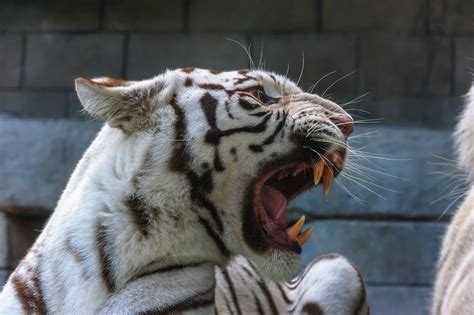 Threat Tiger Quarrel Wild Teeth Predator White Rage Roar Cat