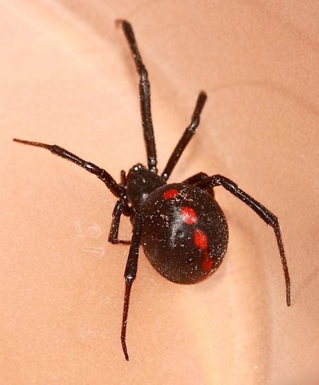 Black Widow Latrodectus Mactans Bugguidenet