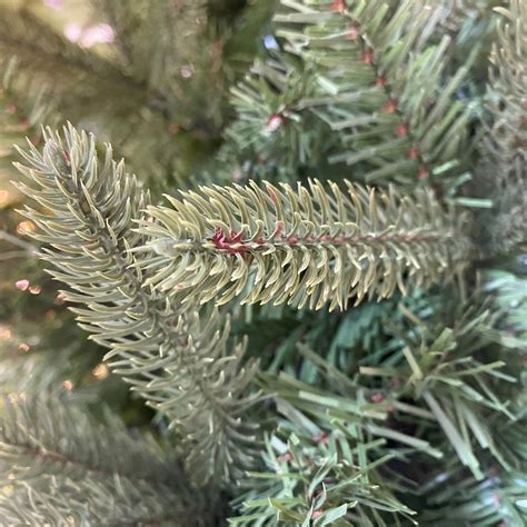 65ft Slim Washington Valley Spruce Puleo Christmas Tree Puleo