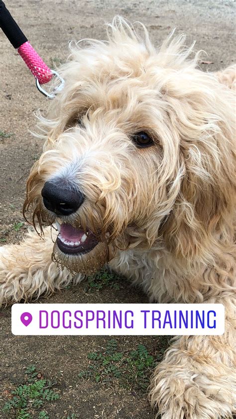 Puppies are very cute but they have important and very specific needs. Help Me Choose a Puppy - Fresno Puppy Training | Dog ...