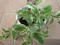 旬の季節： 春 開花時期： 3月～5月 出回り時期： 2月～5月（最盛期は3～4月） 花持ち期間： 7～10日程度. 7月19日の誕生花 ベビーサンローズの花言葉「淡い恋心 ...