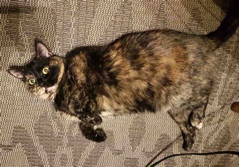 Tortoiseshell Cat For Adoption In Calgary Ab Supplies Included