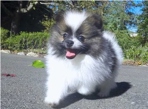How much does a pomeranian dog cost? When will my Pomeranian stop growing?