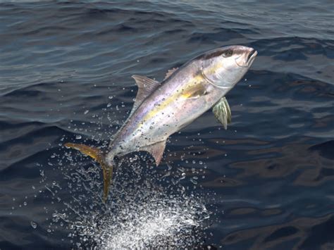 120 Yellowtail Amberjack Stock Photos Pictures And Royalty Free Images