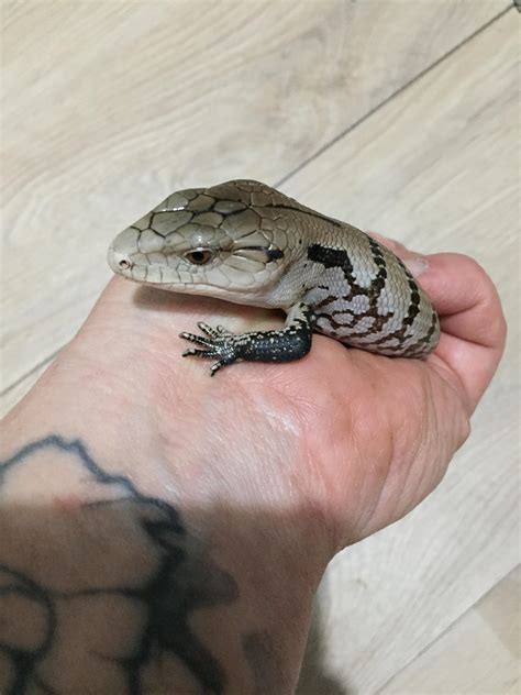 Nw England Baby Blue Tongue Skinks Reptile Forums