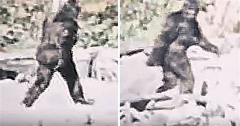 Bigfoot Is Real Frenzy After Hd Video Reveals New Details Of Infamous