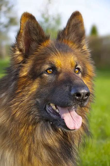 The Long Haired German Shepherd An Elusive And Exotic Breed