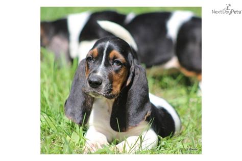 A basset hound can smell the image of a basset hound was popularized by ads for hush puppies shoes. Basset Hound puppy for sale near Grand Rapids, Michigan ...