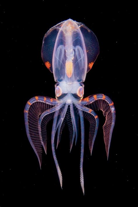 Deep Sea Creatures Beautiful Sea Creatures Deep Sea Animals Weird