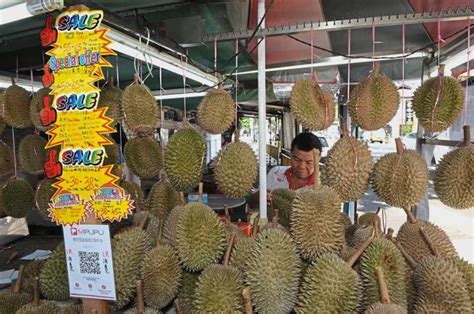 Harga durian musang king yang didistribusikan oleh gk adalah rp 280.000 per kilogram. Lelong! Lelong! Durian Musang King Serendah RM50 ...